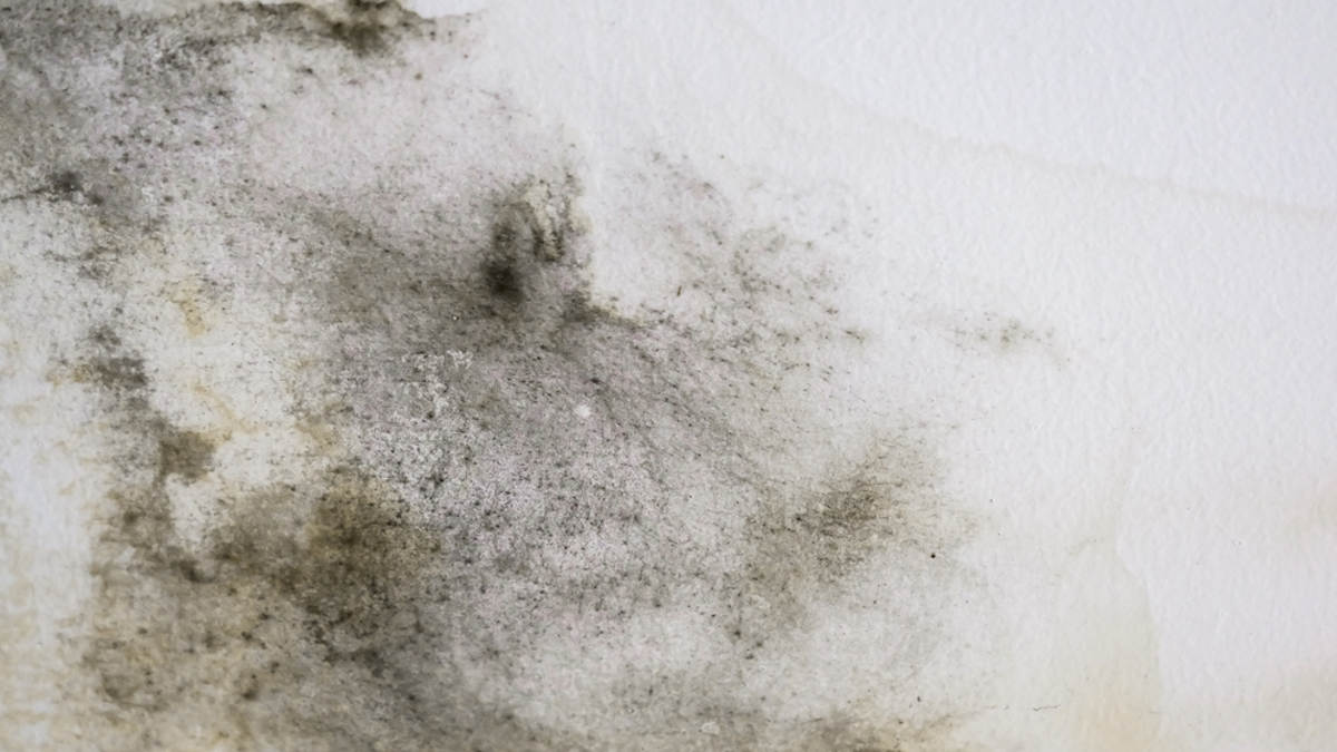 zwarte schimmel op muur