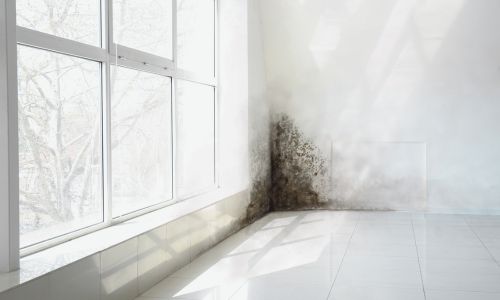 schimmel in huis voorkomen