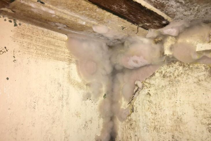 schimmel in huis woningbouw